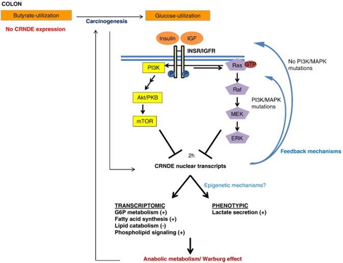 Anabolic metabolism